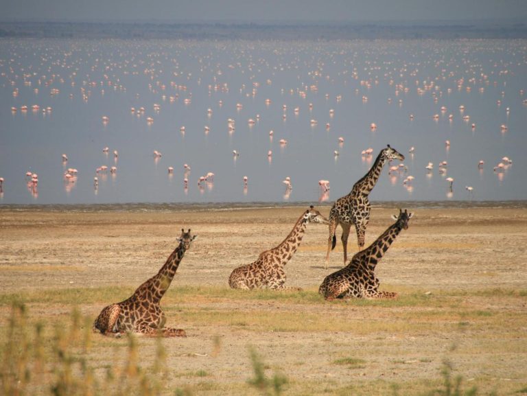 Lake-Manyara-1