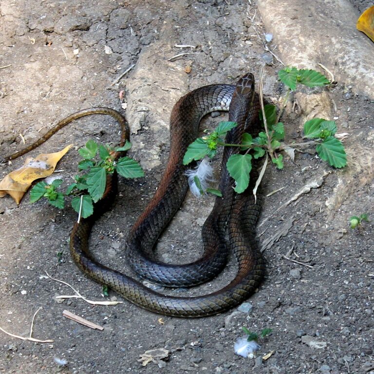 snake-in-an-outdoor-exhibit